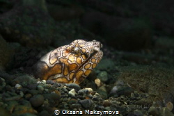 Napoleon snake ell. Picture was taken in Ambon Bay, Indon... by Oksana Maksymova 